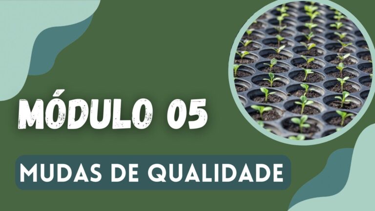 Módulo 5 - Como ter mudas de qualidade